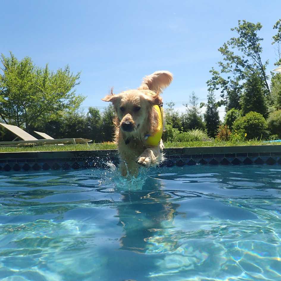 How Much Does a Golden Retriever Cost