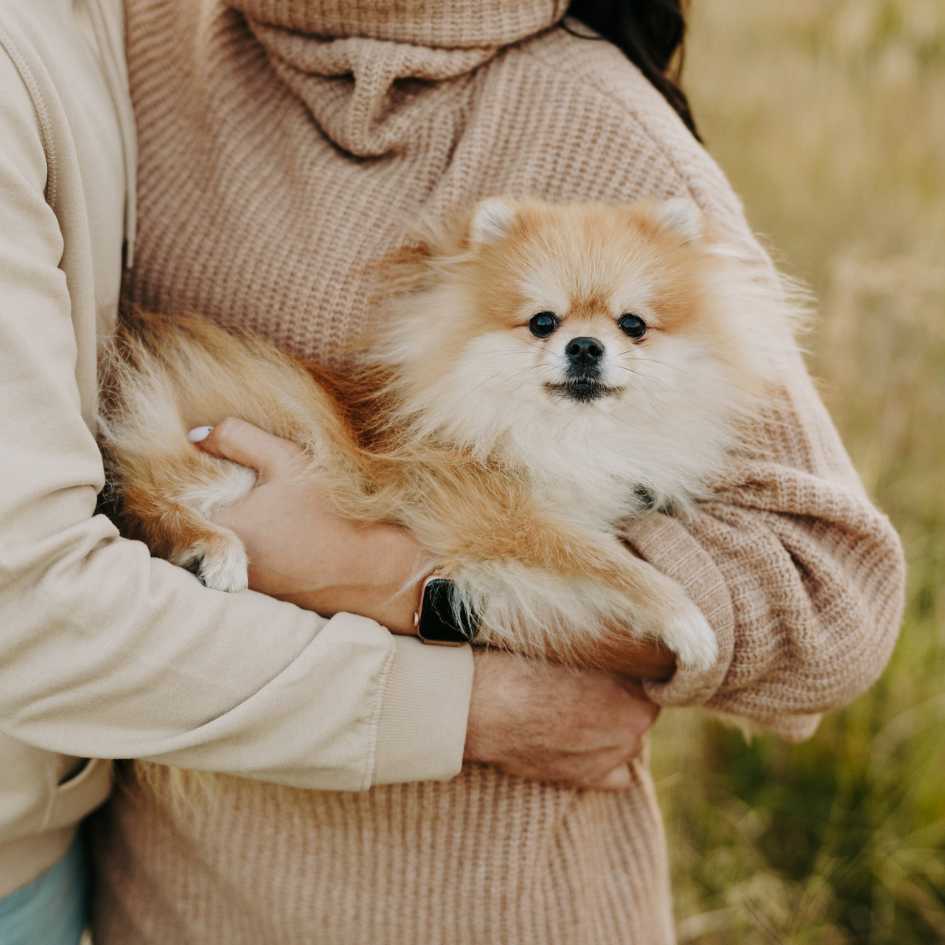 How Much Does a Pomeranian Cost
