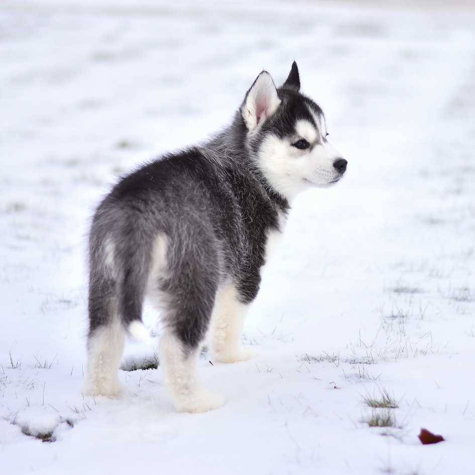 How Much Exercise Do Siberian Huskies Really Need