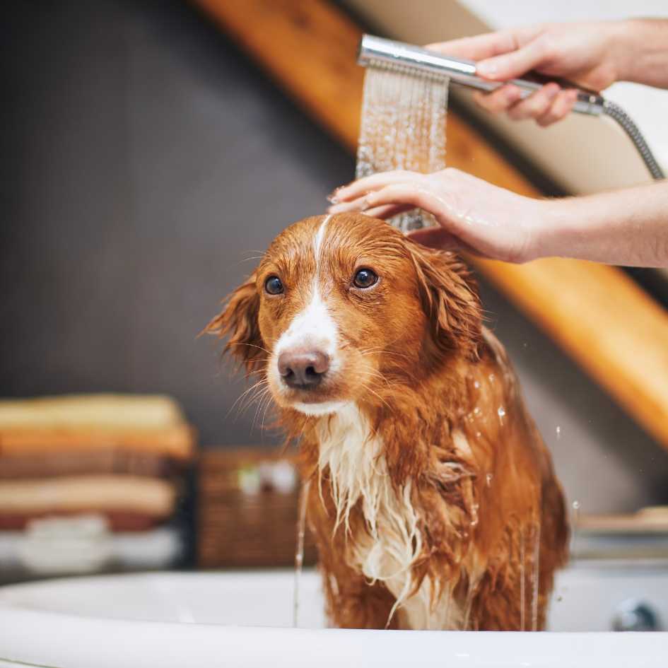 How Often Should You Groom Your Dog