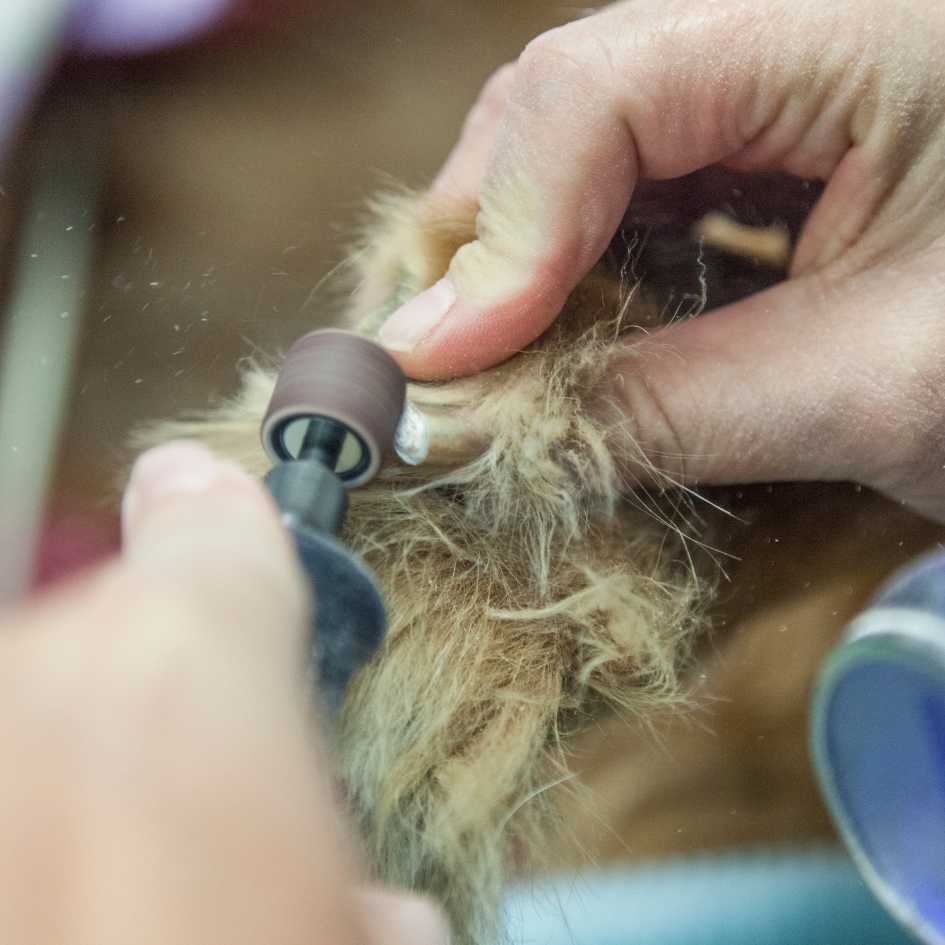 How Often Should You Trim or Grind Your Dog’s Nails