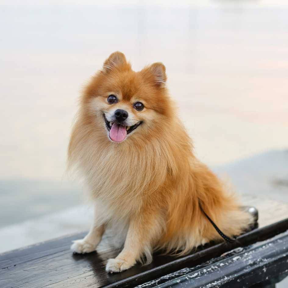 How Should I Train and Socialize My Pomeranian