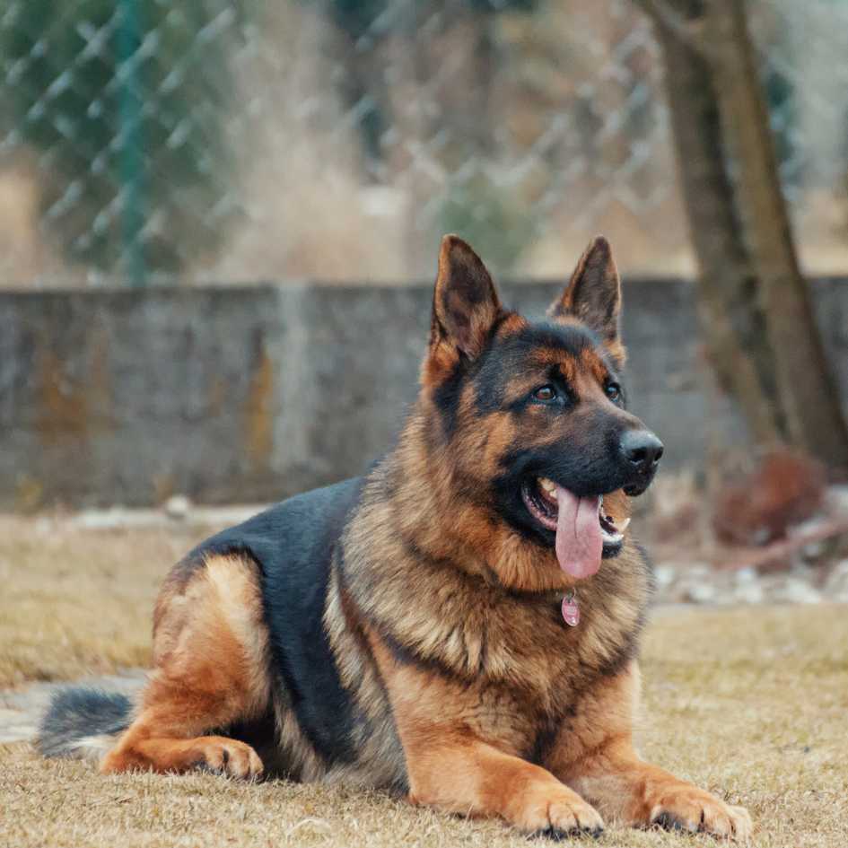 How Was the German Shepherd Originally Breed