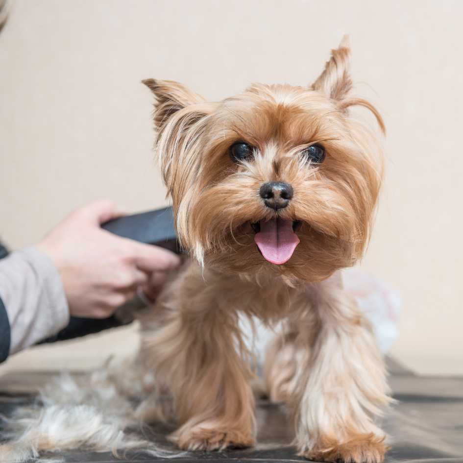 How to Bathe Your Dog at Home Without a Mess