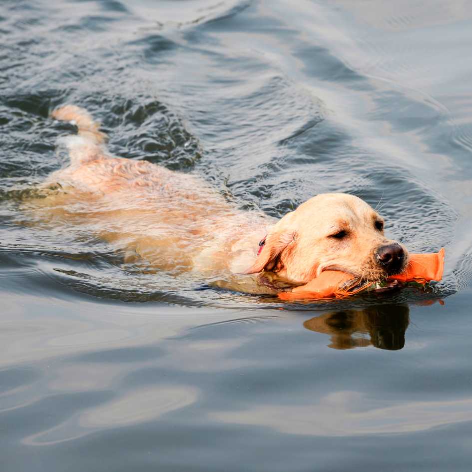 How to Care for a Golden Retriever_ Key Considerations