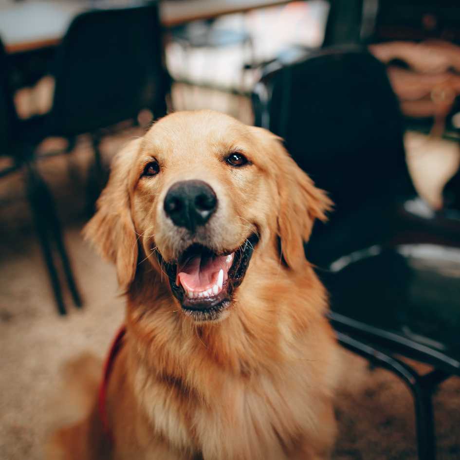 How to Choose the Right Dog Based on Personality and Lifestyle