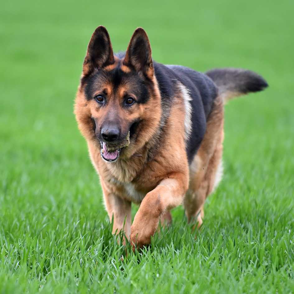 How to Groom a German Shepherd Effectively