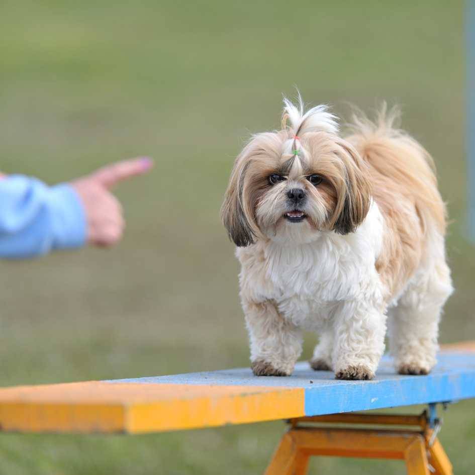 How to Groom a Shih Tzu Properly
