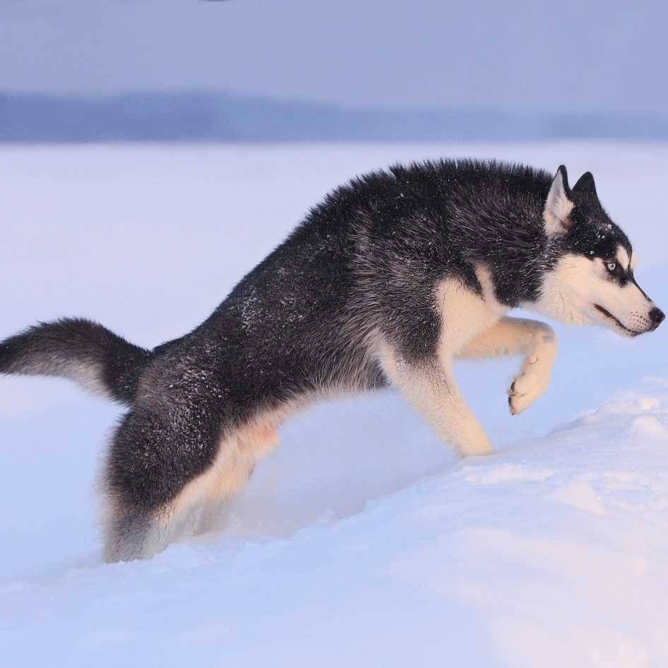 How to Manage the Upkeep of a Siberian Husky