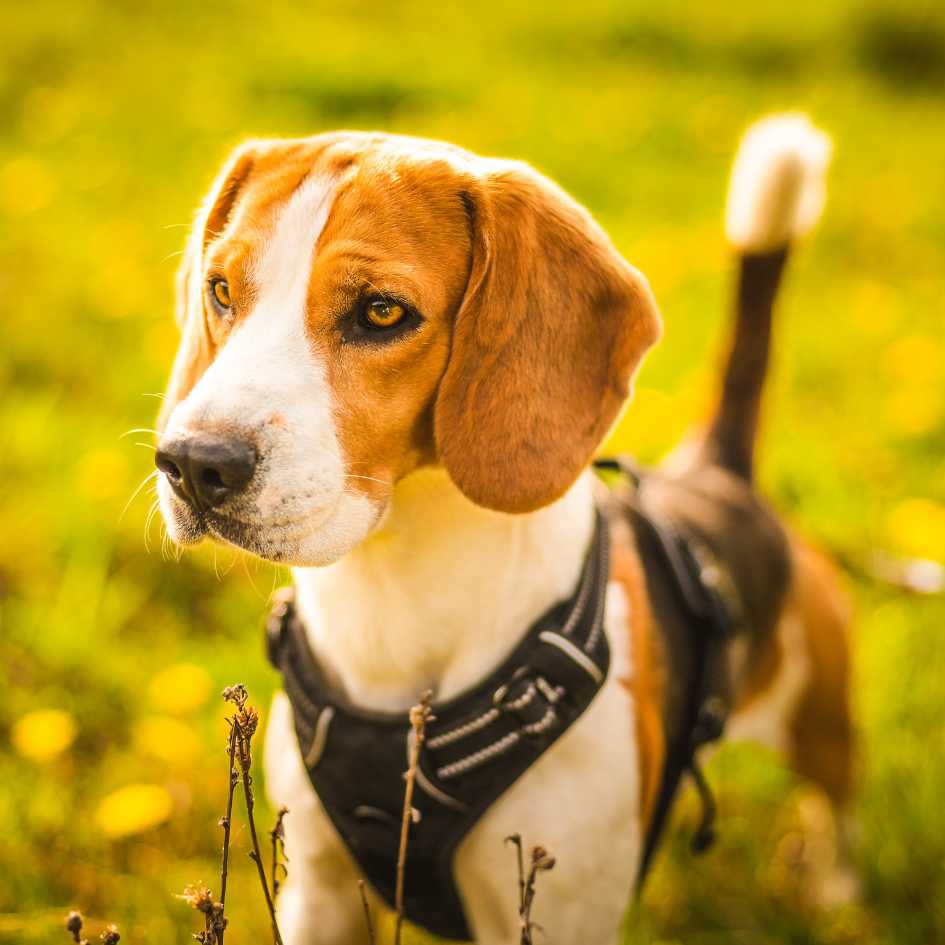 How to Train Your Dog to Walk on a Loose Leash