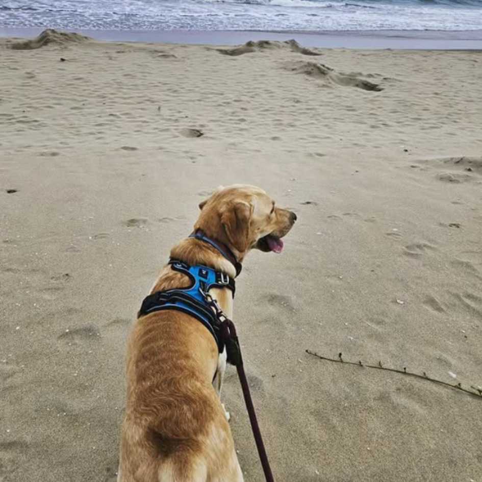 How to Use a No-Pull Dog Harness Effectively