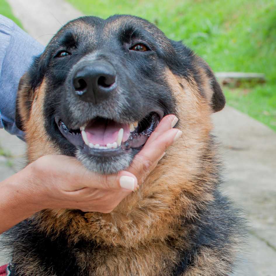 Is It Better to Buy a Dog from a Breeder_ Pros and Cons
