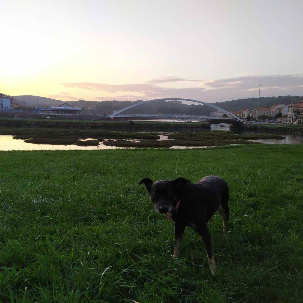 Is There a Historical Link Between the Black Dog and Guardian Spirits