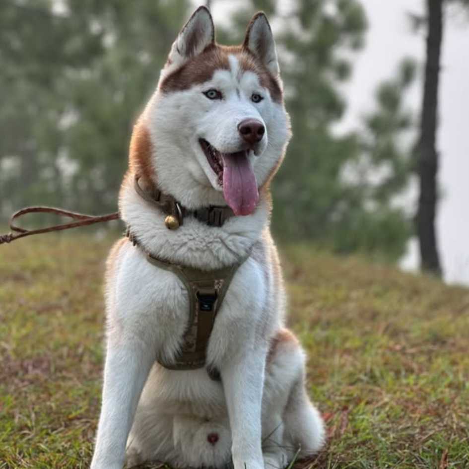 Is a Dog Harness Really Better Than a Collar