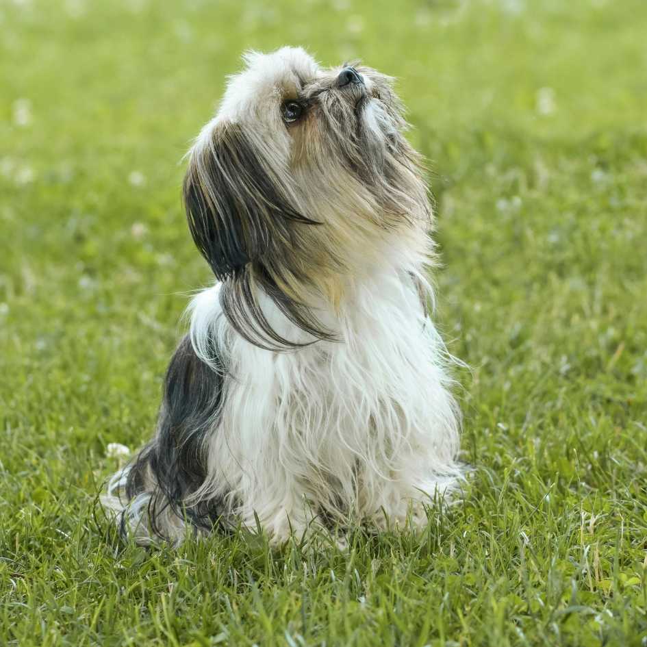 Is a Shih Tzu Right for Hot Climates Like India