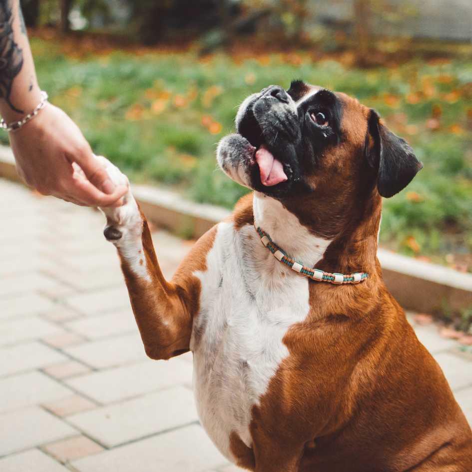 Is the Boxer Dog Breed Suited for Indian Climate