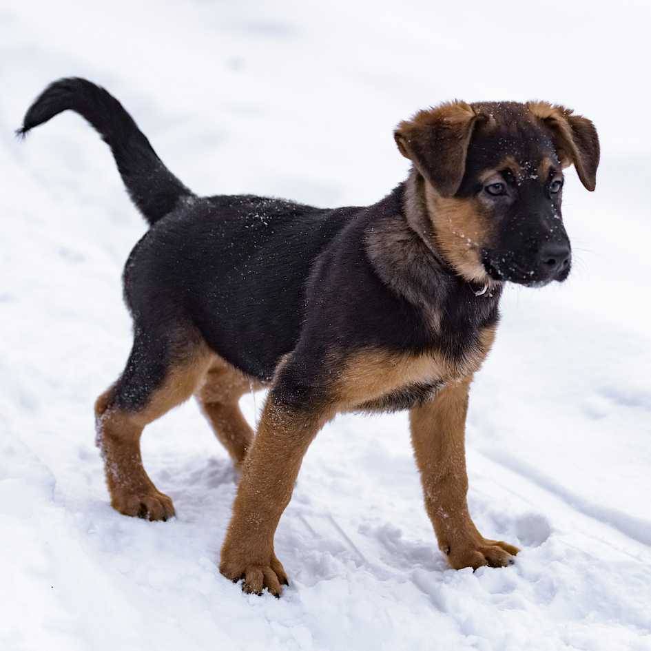 Is the German Shepherd the Right Dog Breed for You