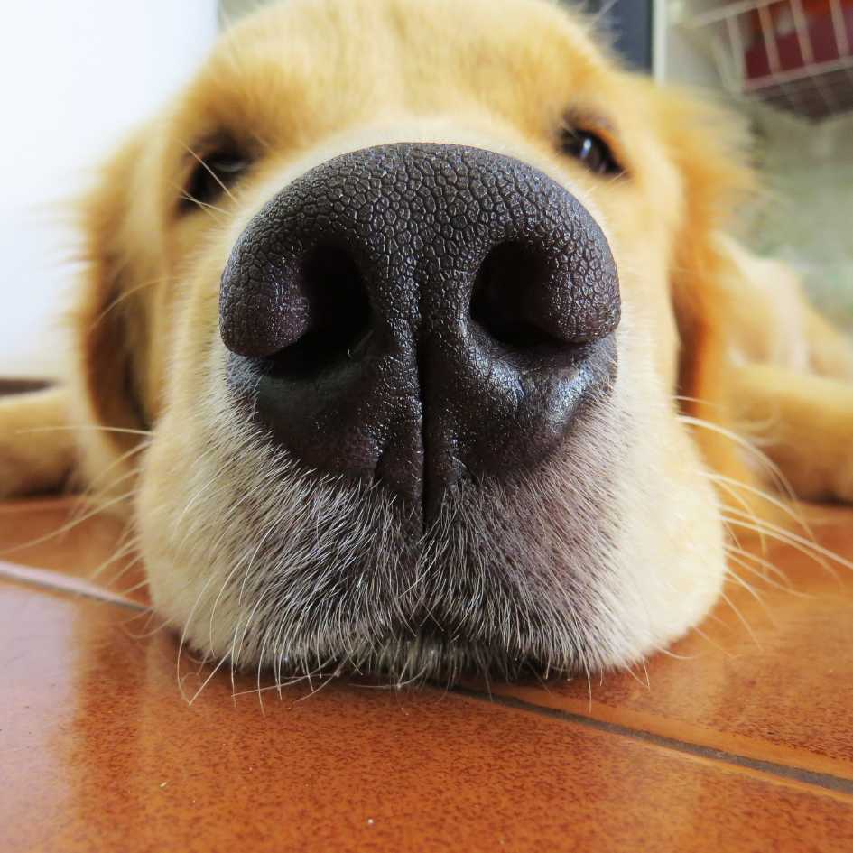 Key Points About Golden Retriever