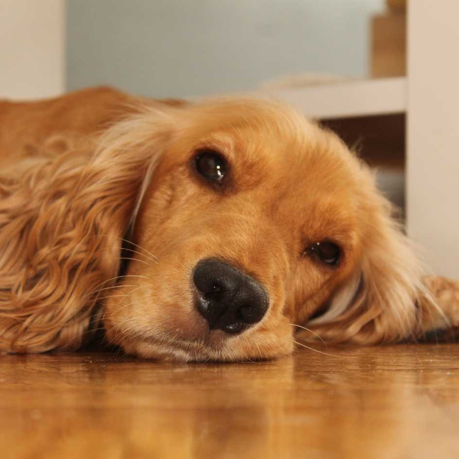 Key Points to Remember About Signs Your Dog Is in Pain
