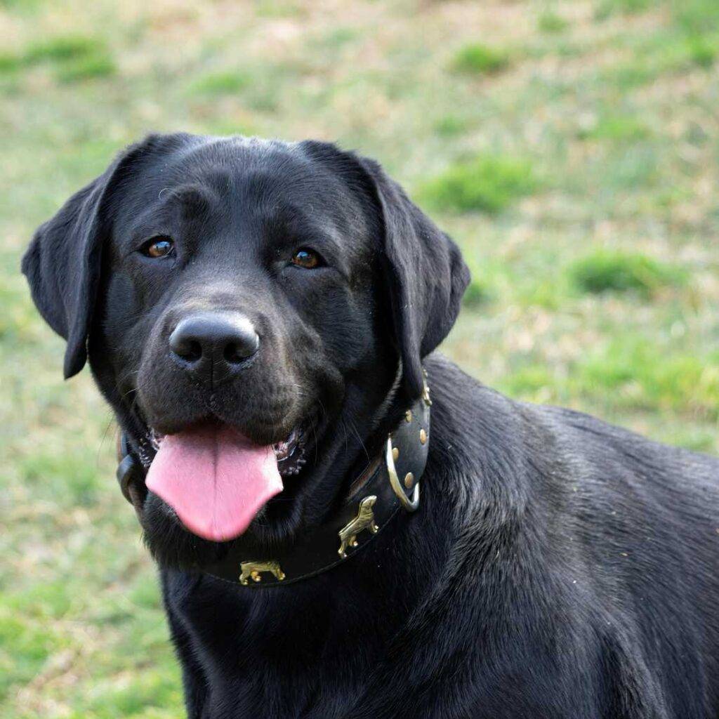 Key Takeaways About the Black Dog