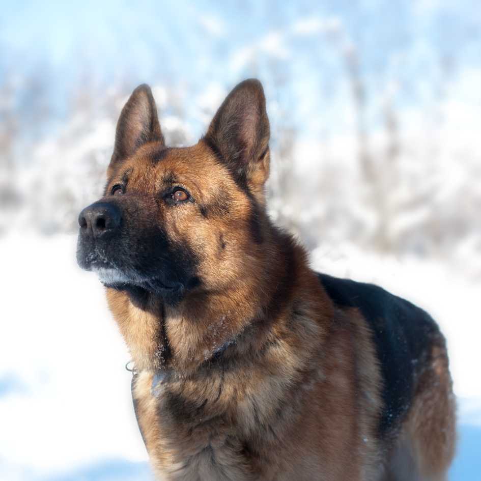 Key Takeaways About the German Shepherd Dog Breed