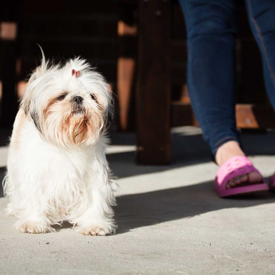Key Takeaways_ Shih Tzu Breed at a Glance