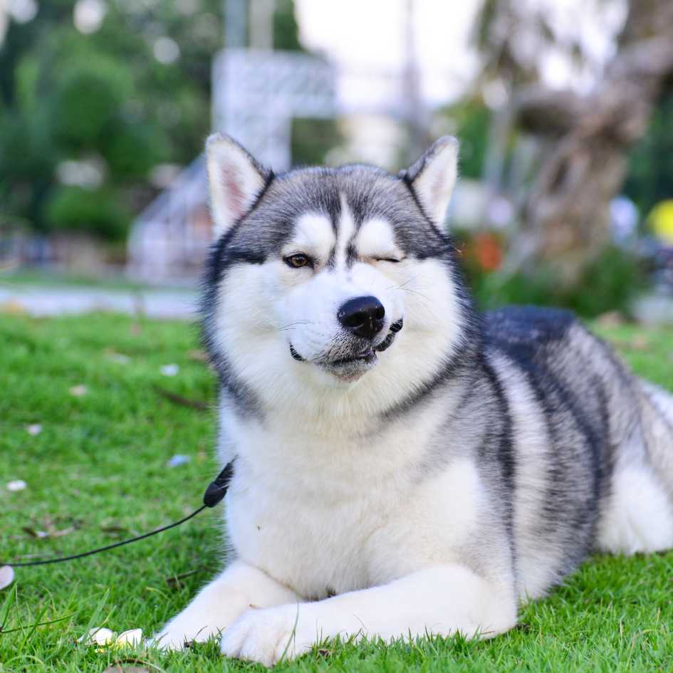 Key Takeaways_ Things to Remember About the Siberian Husky Dog Breed