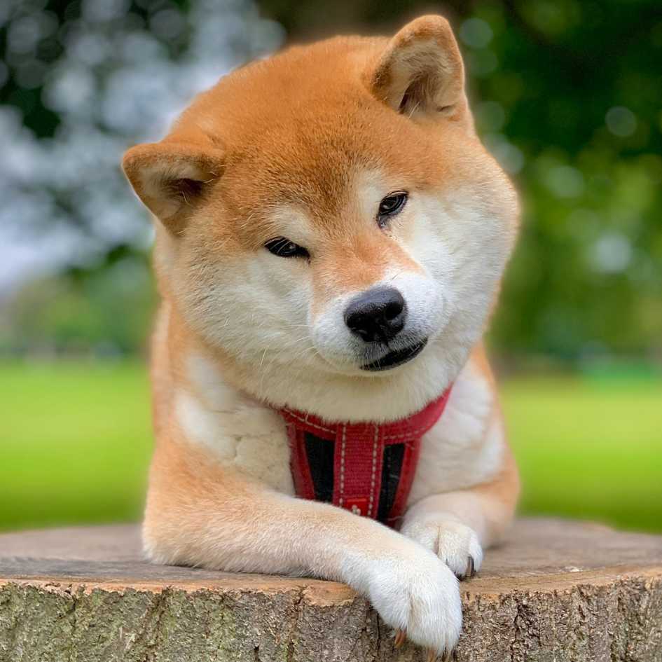 Key Takeaways_ What to Remember About the Shiba Inu