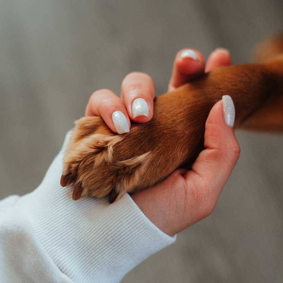Key Takeaways_ What to Remember When Deciding to Adopt or Buy a Dog