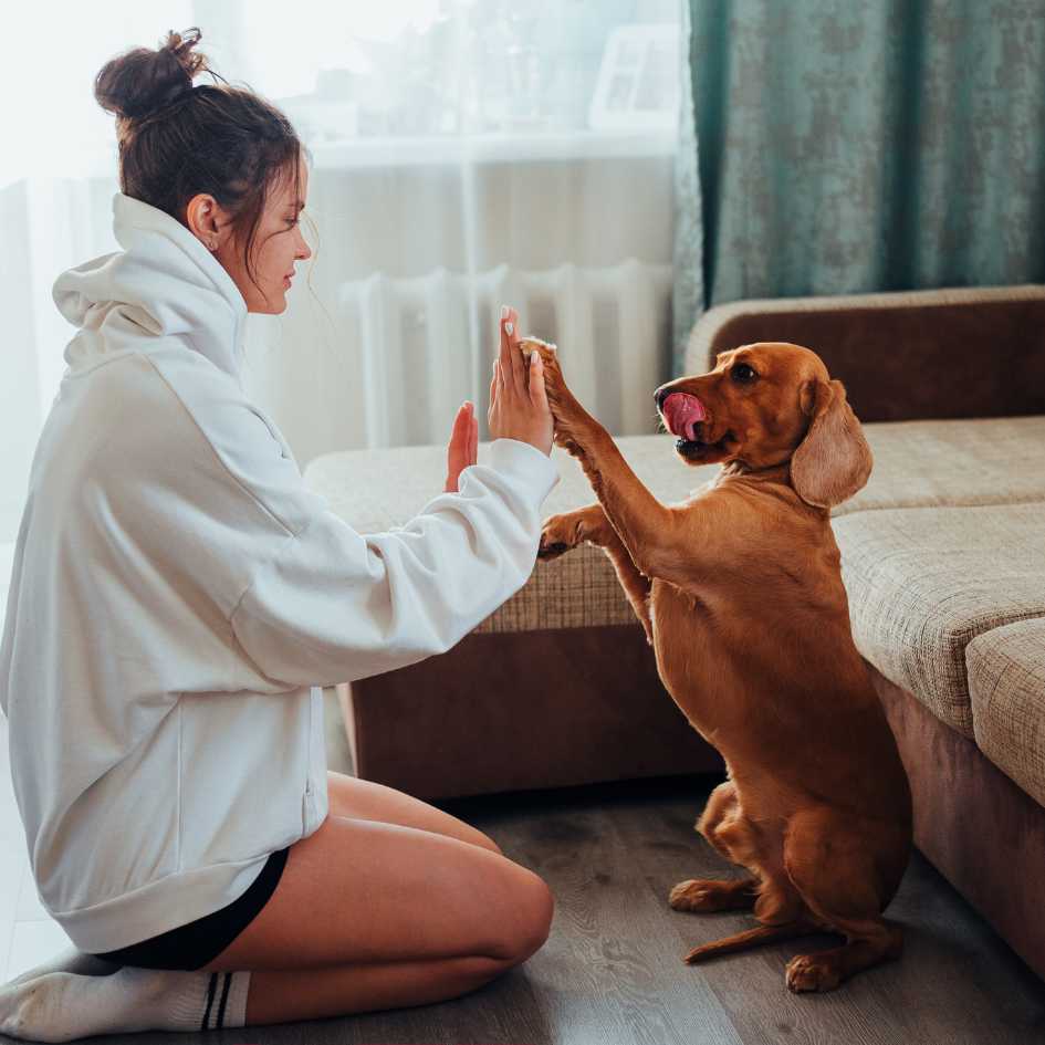 Key Tips for At-Home Dog Grooming