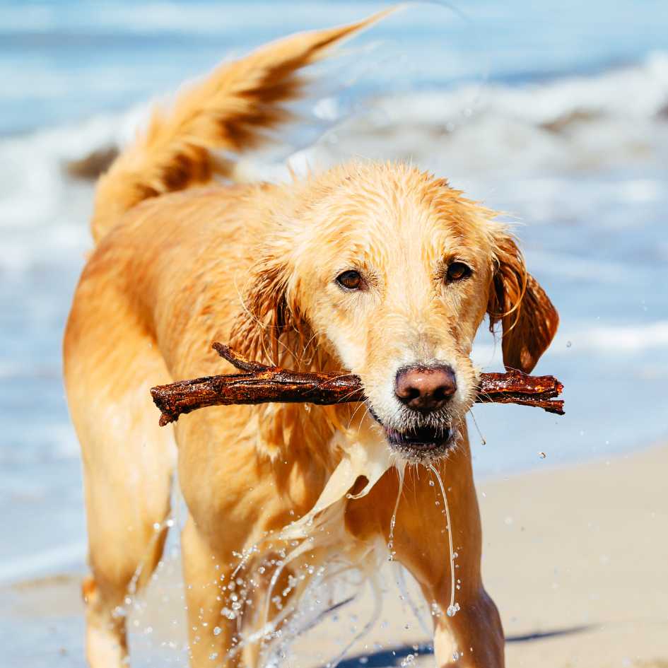 Labrador or Golden Retriever_ Which is Better for Families