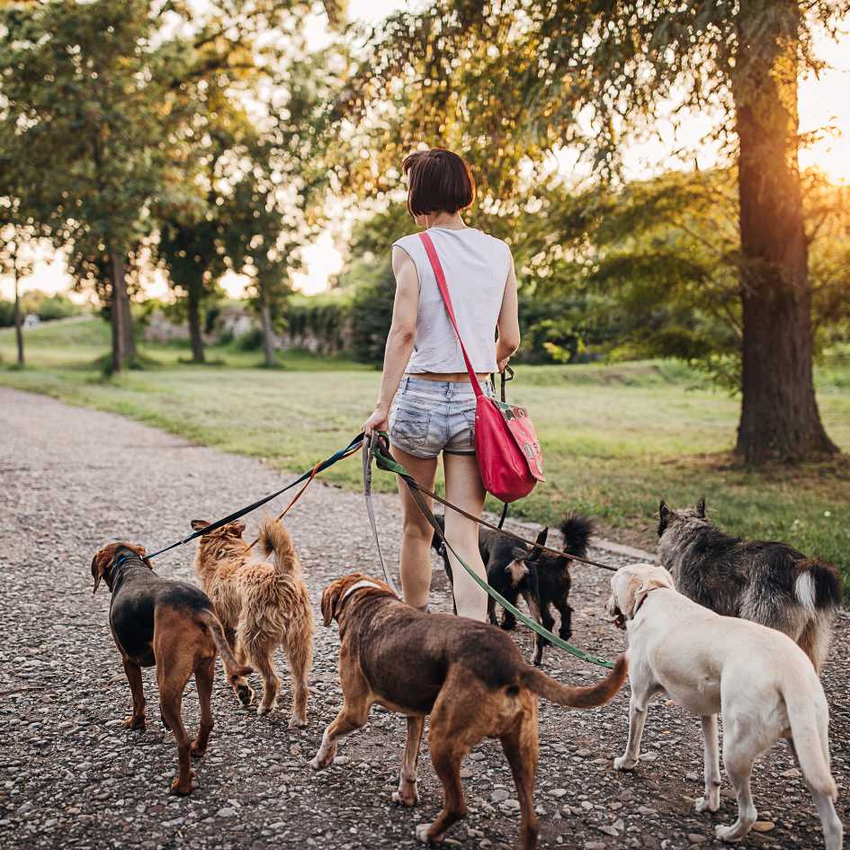 Low Maintenance Dog Breeds_ Which Are Easy to Groom