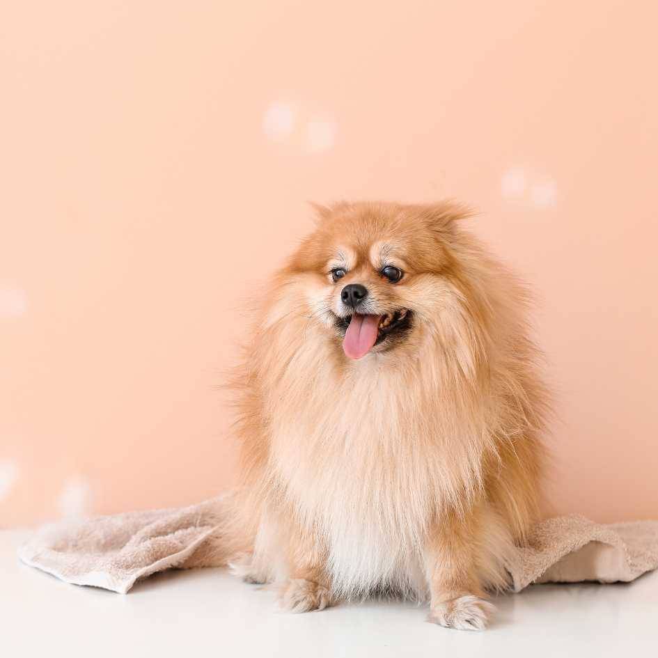 Pomeranian FAQs Every Pet Parent Should Read