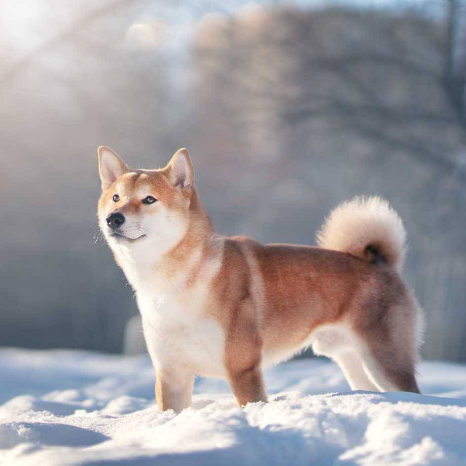 Shiba Inu Dog Breed_ Temperament, Lifespan and Information