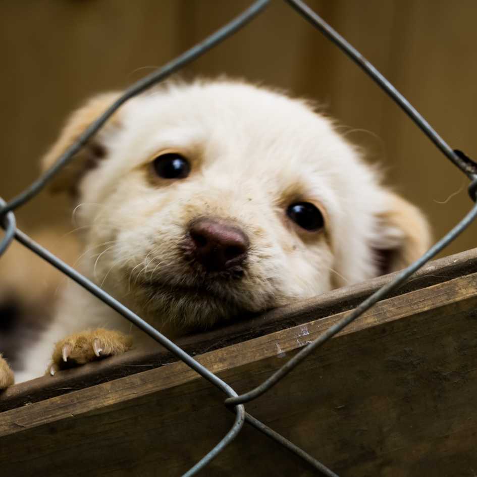 Should You Adopt a Dog or Buy One_ The Ultimate Guide for Prospective Pet Parents