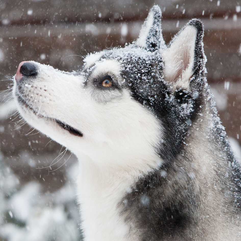 Siberian Husky Dog Breed_ Temperament and Lifespan