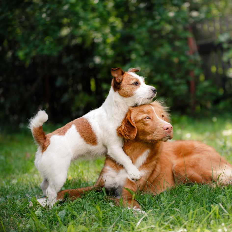 Small vs Large Dog Breeds_ Which is Right for You