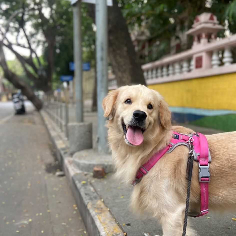 How Do No-Pull Dog Harnesses Work?