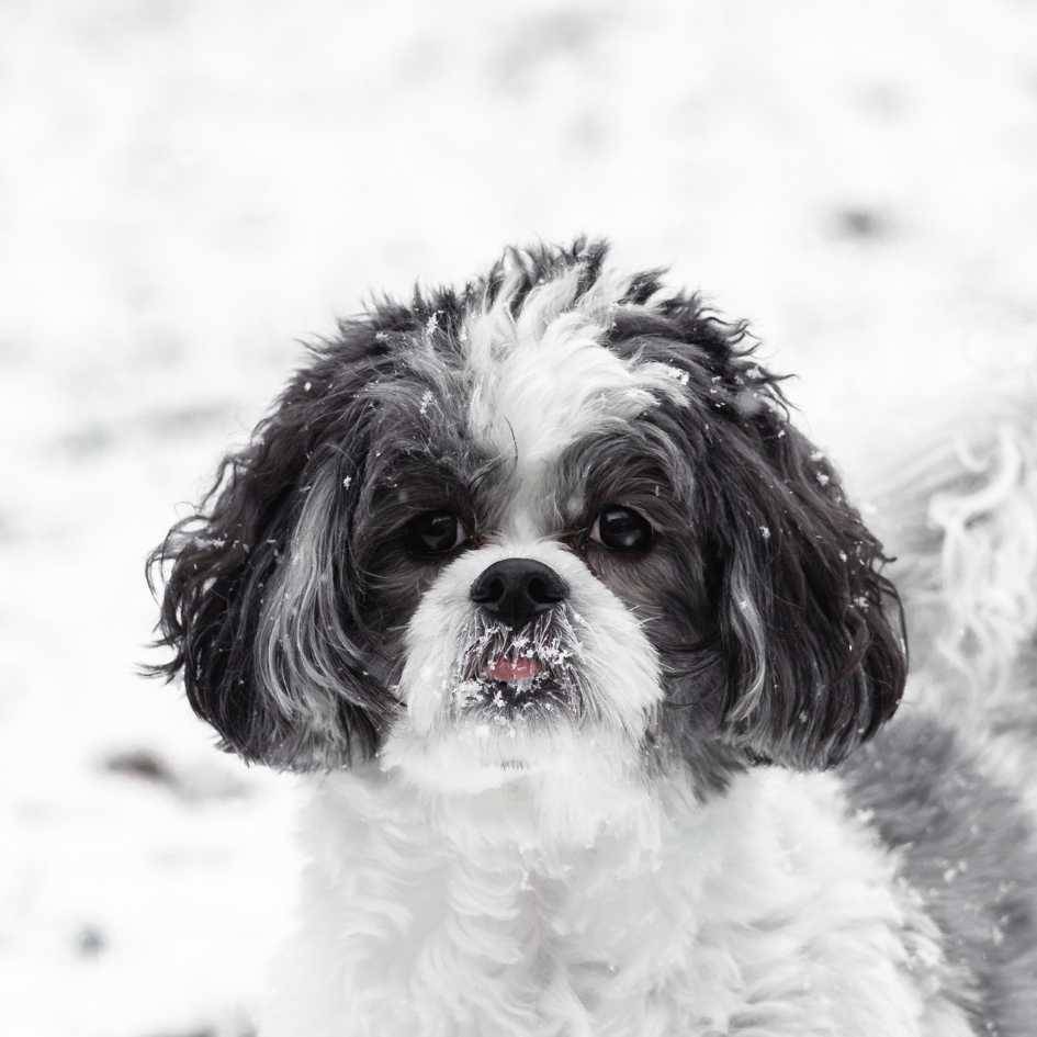 The Furry Charm of the Shih Tzu_ Price, Personality & What Every Pet Parent Should Know