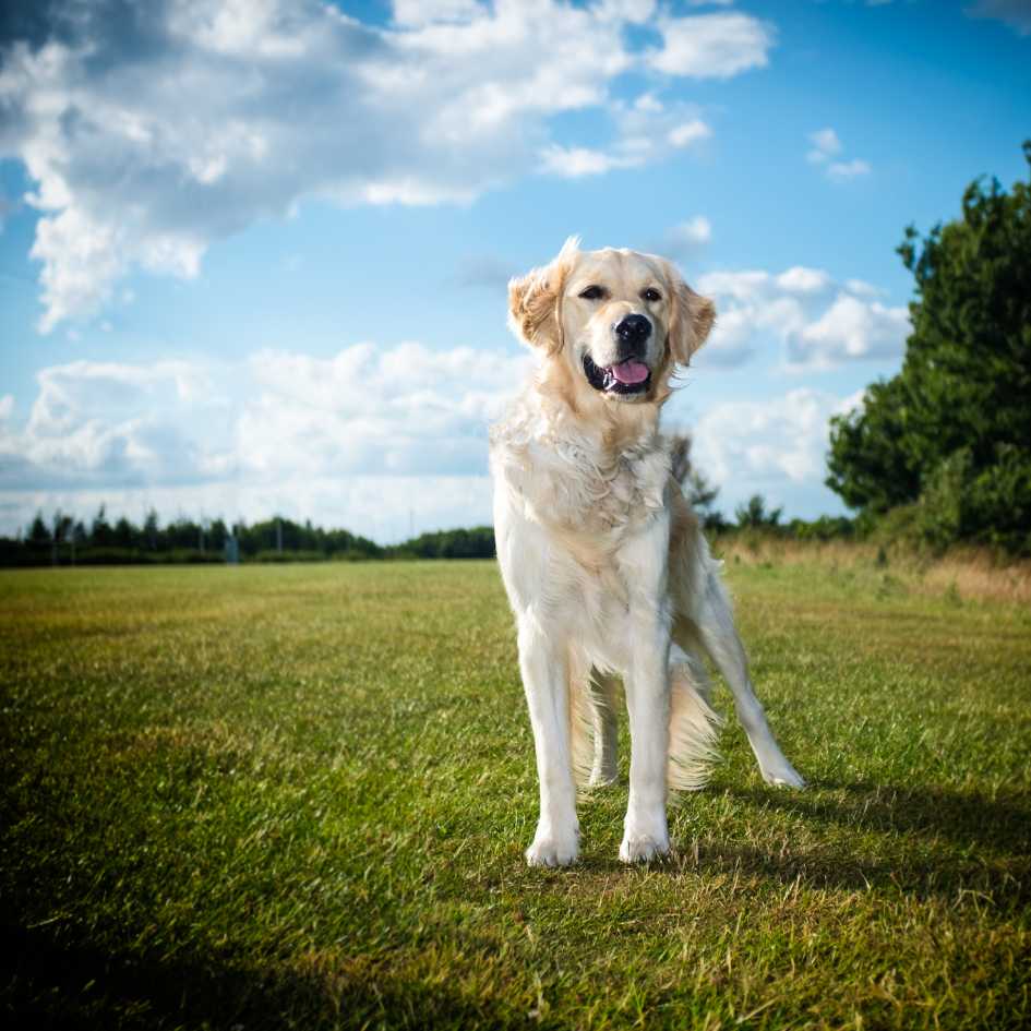 The Golden Retriever’s Role as Therapy Dogs and Working Dogs