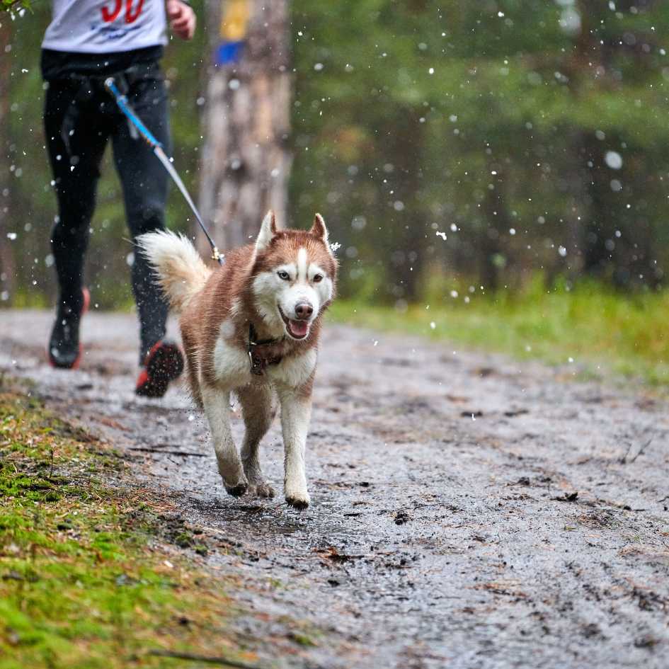 The Role of Treats and Rewards in Training
