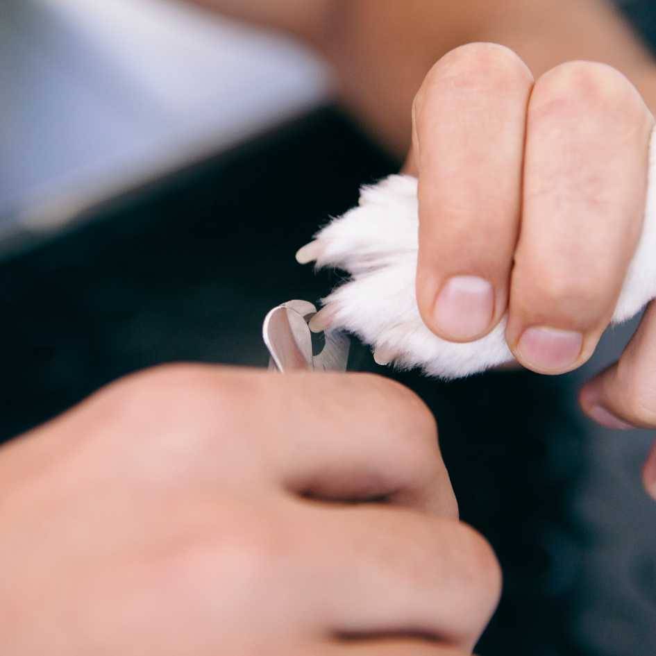 Tips for a Stress-Free Nail Trim at Home