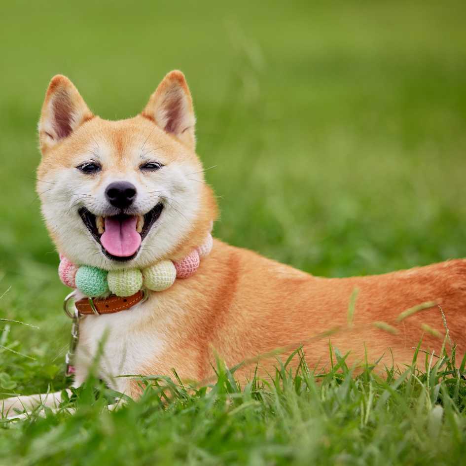 Understanding the Shiba Inu Temperament