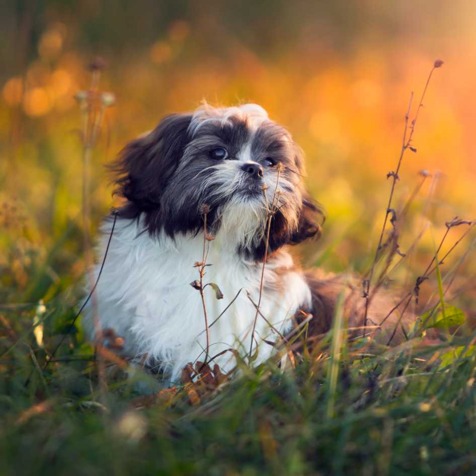 What Are Common Health Issues in Shih Tzus