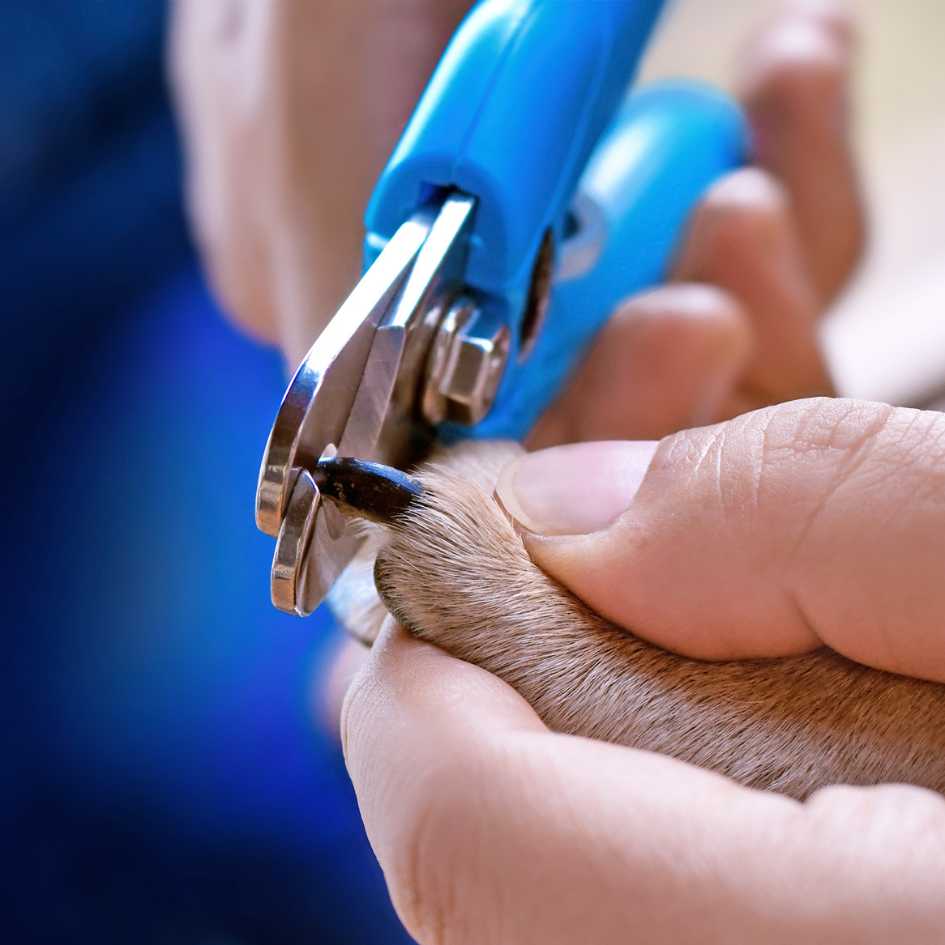 What Are Dog Nail Clippers, and How Do They Work