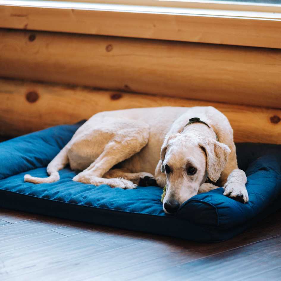 What Are Effective Pain Management Options for Dogs