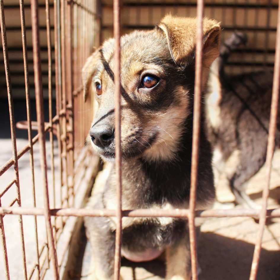 What Are the Benefits of Adopting a Dog from a Shelter