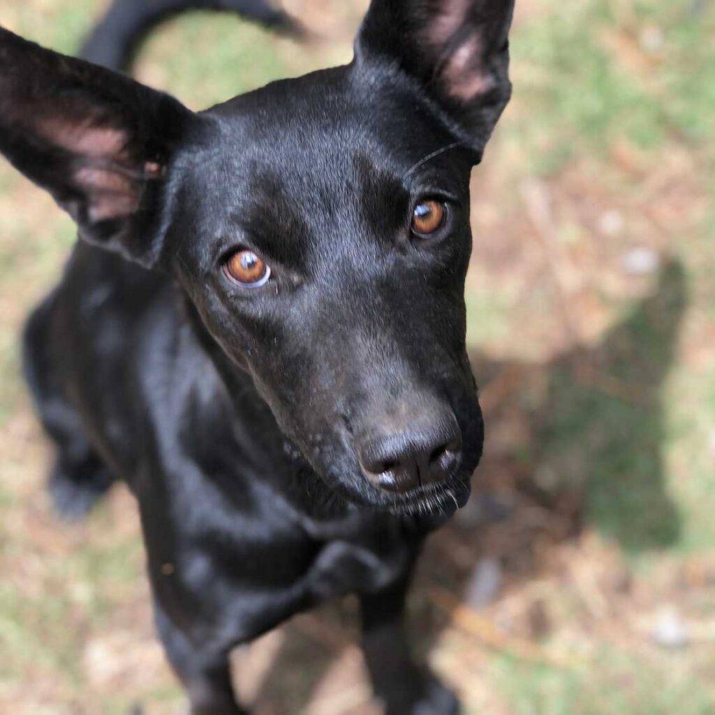 What Are the Characteristics of Black Dog Breeds Like the Newfoundland and Labrador Retriever