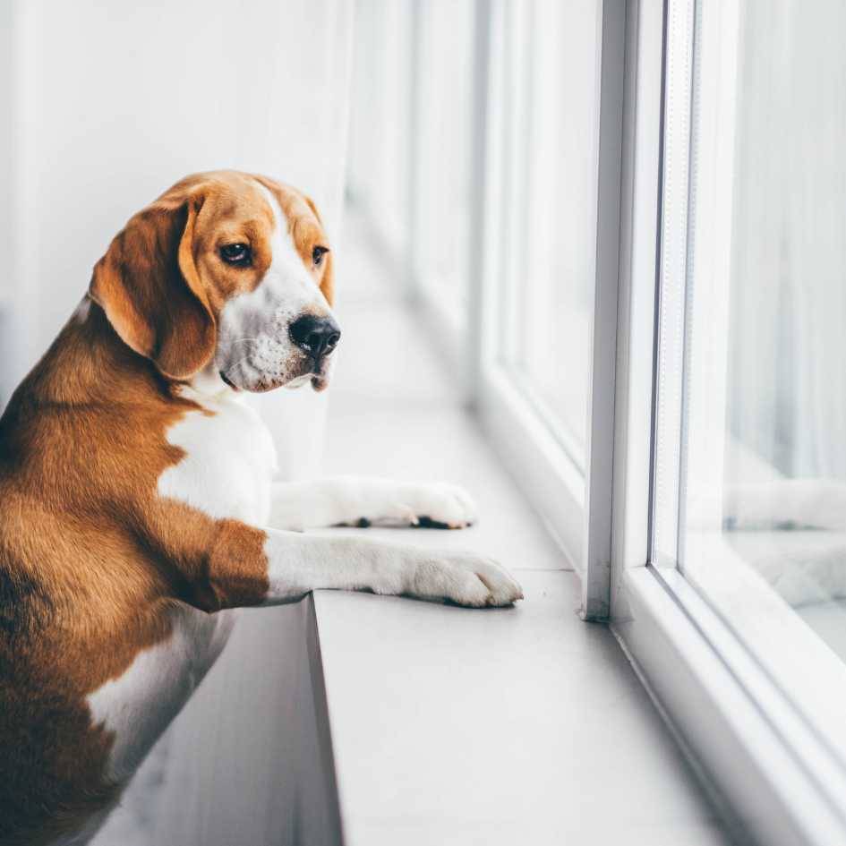 What Are the Common Signs a Dog Is in Pain