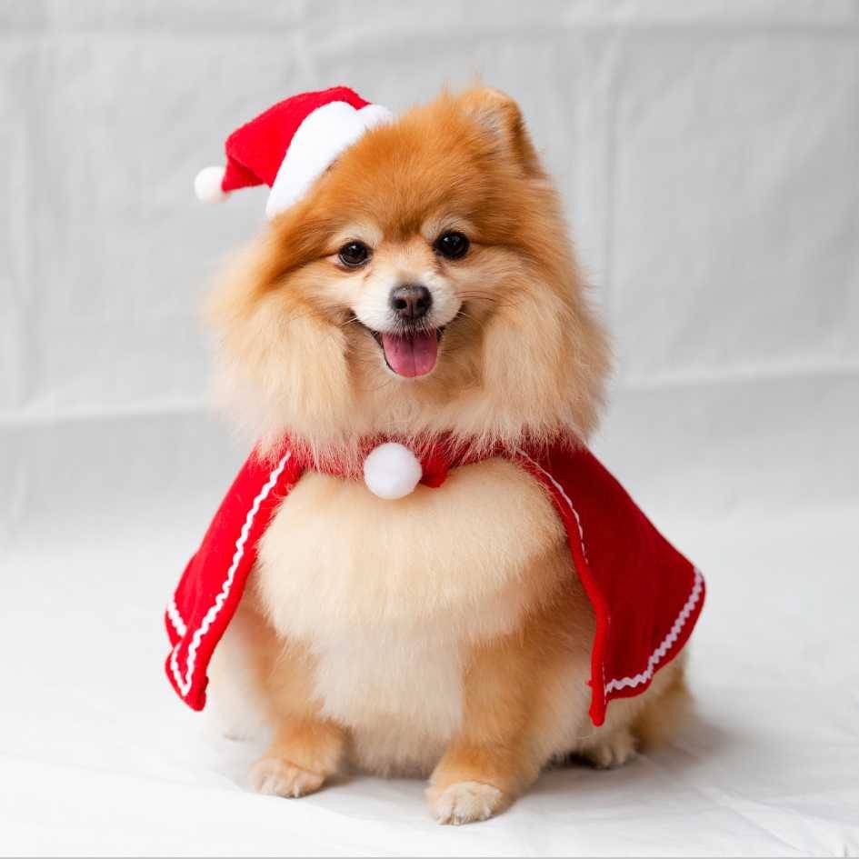 What Are the Different Pomeranian Colors and Coat Types
